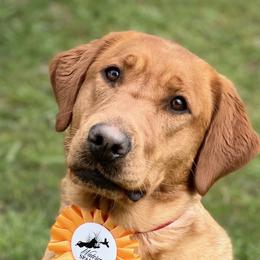 Dilute Retrievers and Labrador Retrievers from Long Valley Labradors