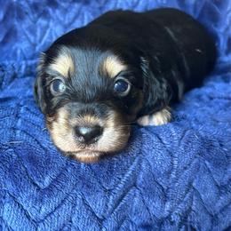Rolo - Black and cream male Dachshund puppy in Lincoln, California from ForeversEdge Doxies
