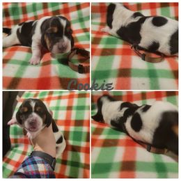 AKC Girl 2 Cookie - Black brown and white Basset Hound puppy in Carleton, Michigan from Floppy Ears Farm