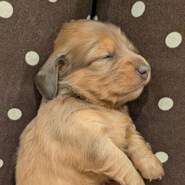 Jolene - Gray (blue) female Dachshund puppy in Arkansas from Heart of Doxie