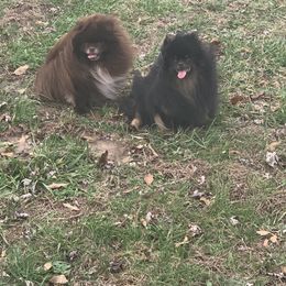 Pomeranians from Rachel’s Pomeranians