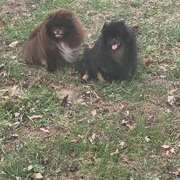 Pomeranians from Rachel’s Pomeranians