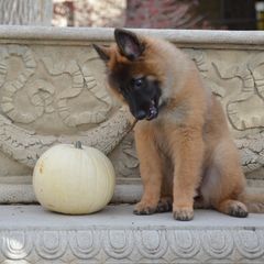 Belgian Tervuren Puppies from Beartooth Belgian Tervuren