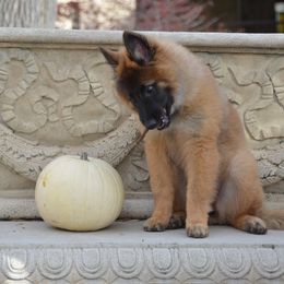 Belgian Tervuren Puppies from Beartooth Belgian Tervuren