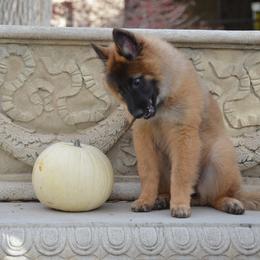 Belgian Tervuren Puppies from Beartooth Belgian Tervuren