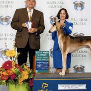 Saluki All Grown Up from Hayat Salukis