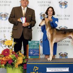 Saluki All Grown Up from Hayat Salukis