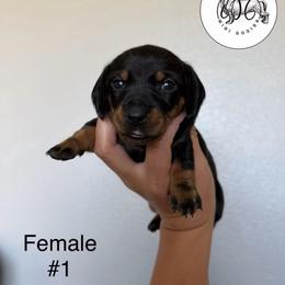 Female Number One - Black and tan female Dachshund puppy in Amarillo, Texas from 806 Mini Doxies