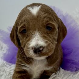 Purple Female - Apricot female Goldendoodle puppy in Great Falls, Montana from Montana Goldendoodles