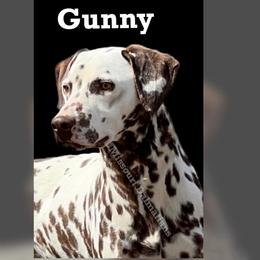 Gunny - White and liver brown male Dalmatian puppy in Sedalia, Missouri from Missouri Dalmatians
