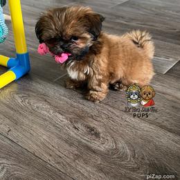 Annie - Red female Shih Tzu puppy in Walkertown, North Carolina from Lil’ Bit’s Shih Tzu