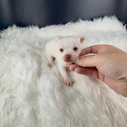 Luigi - Cream and white male Chihuahua puppy in Simpsonville, South Carolina from N&T's Chihuahuas