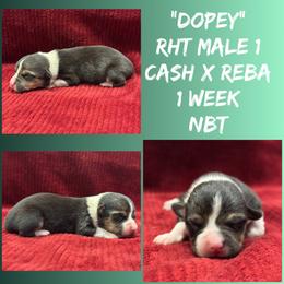 Dopey - Black and tan male Pembroke Welsh Corgi puppy in Stephenville, Texas from Rising JM Pembrokes