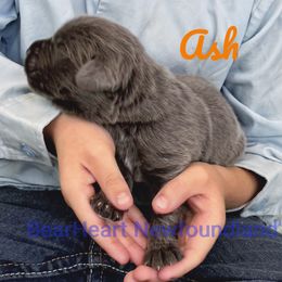 Ash - Gray male Newfoundland puppy in Cortez, Colorado from Bear Heart Newfoundlands, LLC