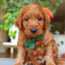 Valor - Red  male Goldendoodle puppy in Salado, Texas from Red Ranch Dogs