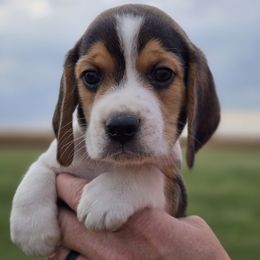 Barney - Black red and white male Beagle puppy in Bethany, Missouri from Fox Creek Beagles