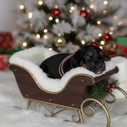 Brown collar - Black tri-color female Aussiedoodle puppy in Fairmount, Georgia from Muscadine Meadows Farm