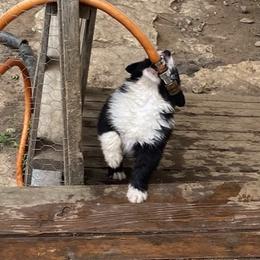 Australian Shepherd Puppies from Echolight Australian Shepherds