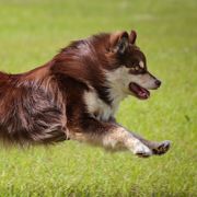 Finnish Lapphunds from Seahaven Finnish Lapphunds