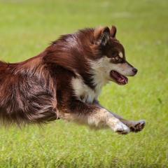 Finnish Lapphunds from Seahaven Finnish Lapphunds