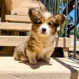 Wonder - Sable male Pembroke Welsh Corgi puppy in Phelan, California from Desert Sunset Pembroke Welsh Corgis