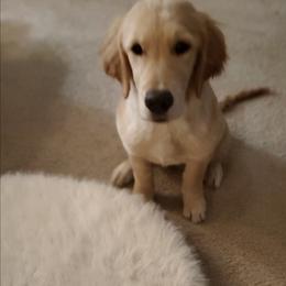 Pink Collar - Golden female Golden Retriever puppy in Sandy, Utah from Golden Meadows of Utah