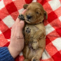 Frazier - Apricot male Goldendoodle puppy in Rienzi, Mississippi from Saddle Hill Farms