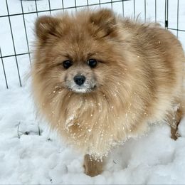 Posie - Pomeranian