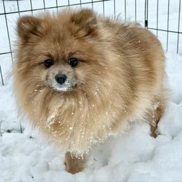 Posie - Pomeranian