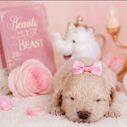 Miss Potts - Cream female Poodle puppy in Hertford, North Carolina from Heaven Sent Shihpoo's