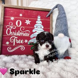 Sparkle - Tri-color female Bernedoodle puppy in Sulphur Bluff, Texas from V6 Ranch Dogs