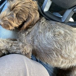 Wirehaired Pointing Griffon Puppies from Harmony Hills Griffons