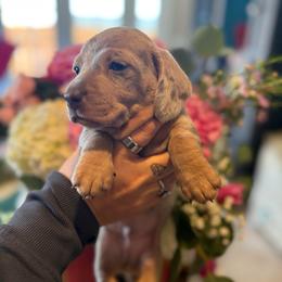 Slinky the cream dapple - Dapple male Dachshund puppy in El Cajon, California from Lisa Buxton