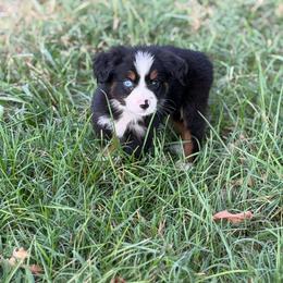 Oopsie - Ready Now - Black tri male Miniature Australian Shepherd puppy in Oronogo, Missouri from Dutton's Show Me Farms