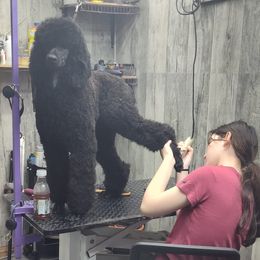 Pekingese, Pomeranians, and Poodles from Purple Diamonds Kennel