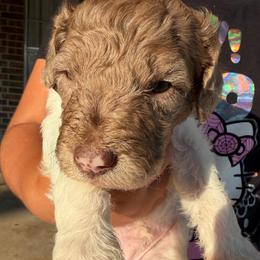 Boy 2 Merle - Merle male Double Doodle puppy in Yoakum, Texas from The Scott’s Dood Ranch