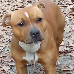 Staffordshire Bull Terrier Puppies from Blood Rock Staffords