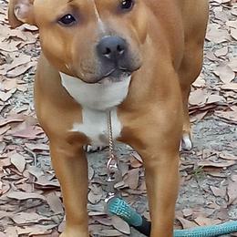 Staffordshire Bull Terrier Puppies from Blood Rock Staffords