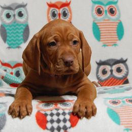 Vizsla, Weimaraner, and Wirehaired Vizsla Puppies from Willow Ridge Kennel
