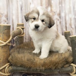 Pink Collar (Avon) - White Great Pyrenees puppy in Colorado from EverestSnow Pyrenees