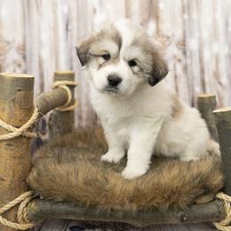 Pink Collar (Avon) - White Great Pyrenees puppy in Colorado from EverestSnow Pyrenees