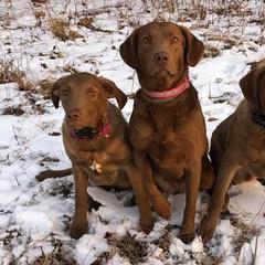 Chesapeake Bay Retrievers from Bear Kreek Chesapeakes