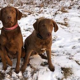Chesapeake Bay Retrievers from Bear Kreek Chesapeakes