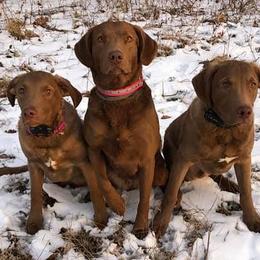 Chesapeake Bay Retrievers from Bear Kreek Chesapeakes