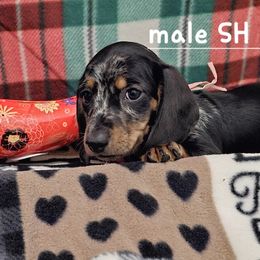 Dachshund Puppies from Briarwood Dachshunds