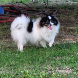 Lilly - Pomeranian
