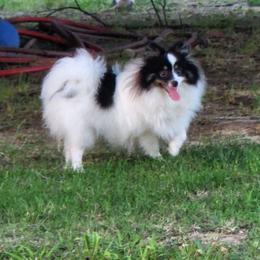 Lilly - Pomeranian