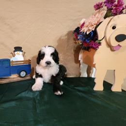 Edmund - Sheepadoodle puppy from Oodles of poodles and doodles