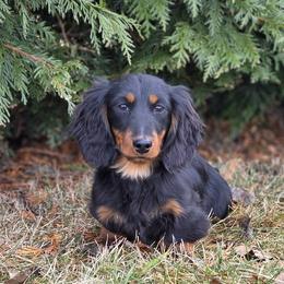 Luther 2800 dollars - Black and tan male Dachshund puppy in Crystal, Michigan from Mare-bella Dachshunds