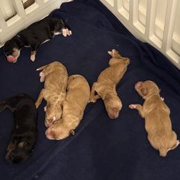 Aussiedoodle and Bernedoodle Puppies from Sleepy Hollow Mountain Doodles